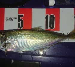 マメージングである