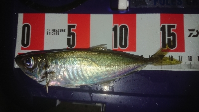 マメージングである