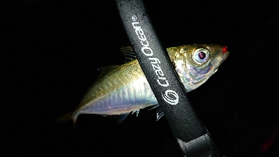 豆アジが回り出しました❗