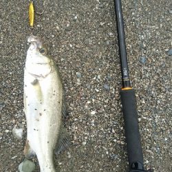 仁淀川河口ライトショアジギング