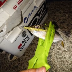 楽しいアジング