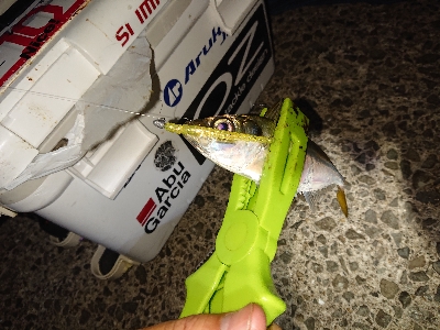 楽しいアジング