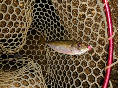 なかなか厳しい