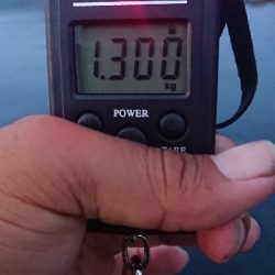 マゴチはホゲたけど、アオリは釣れた！