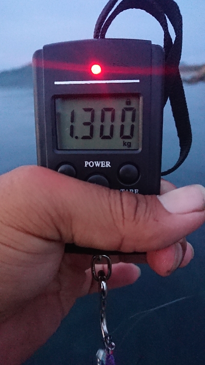 マゴチはホゲたけど、アオリは釣れた！