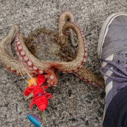 今期、初お持ち帰りサイズ出ました(笑)