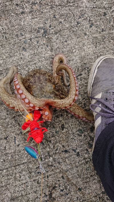 今期、初お持ち帰りサイズ出ました(笑)