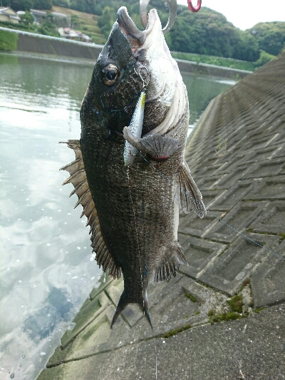 今日の釣果