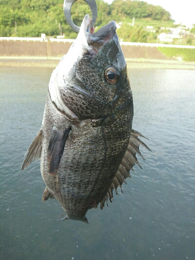 夕方のトップチニング