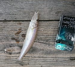 良型キス＆ヒラメ狙いました♪