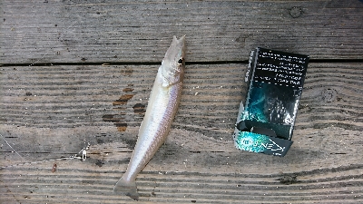 良型キス＆ヒラメ狙いました♪