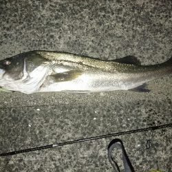 久しぶりのランカーサイズをゲット!!