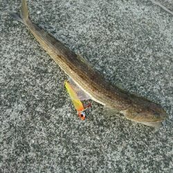 フラットフィッシュ狙いでしたがエソ祭り