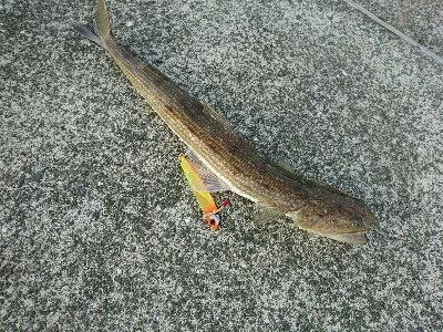 フラットフィッシュ狙いでしたがエソ祭り