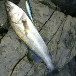 夕マズメ❗トップシーバス炸裂❗