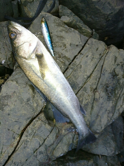 夕マズメ❗トップシーバス炸裂❗