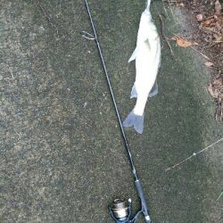 朝マズメ、トップシーバスゲーム❗キャッチ&リリース