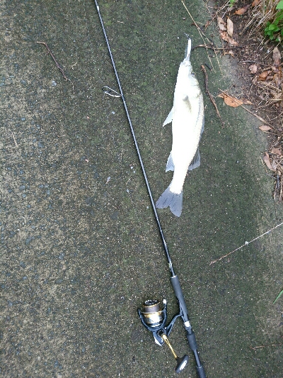 朝マズメ、トップシーバスゲーム❗キャッチ&リリース