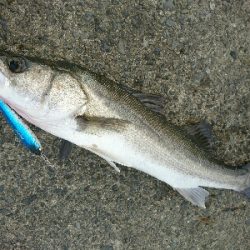 トップで20分、10バイト以上、2本ゲット！