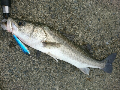 トップで20分、10バイト以上、2本ゲット！