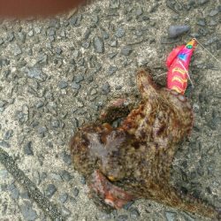 夏本番❗タコ調査で二匹ゲット!!