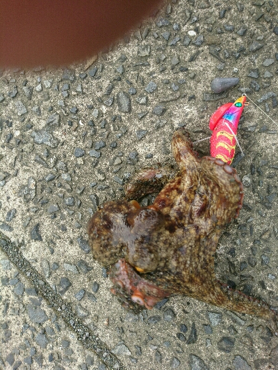 夏本番❗タコ調査で二匹ゲット！！