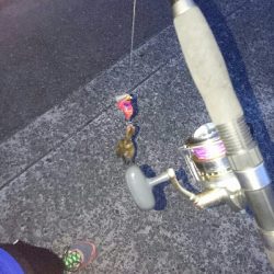 タコ調査2回目❗❗