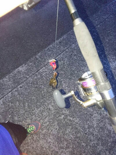 タコ調査２回目❗❗