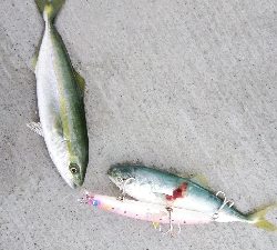 小松島でタチウオ