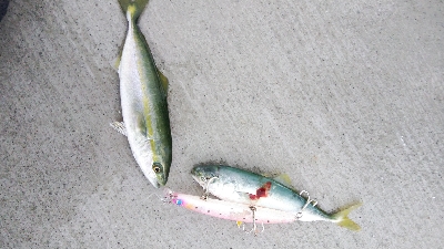 小松島でタチウオ