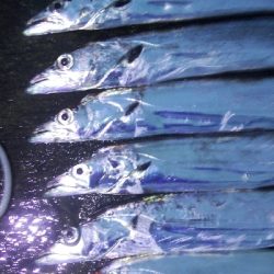 タチウオテンヤ