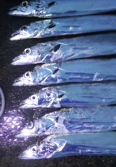 タチウオテンヤ