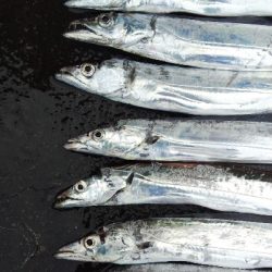 タチウオテンヤ