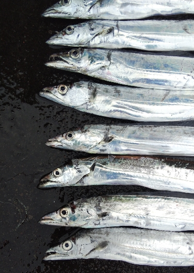 タチウオテンヤ