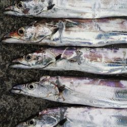 タチウオとツバス