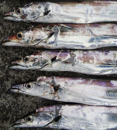 タチウオとツバス