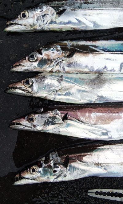 タチウオテンヤ