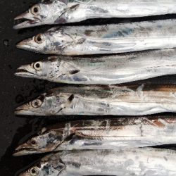 タチウオテンヤ