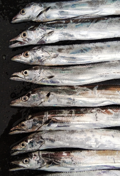 タチウオテンヤ