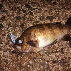 メバルまだいる