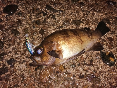 メバルまだいる