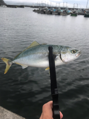 ライトワインドゲーム