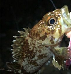 小雨メバリング