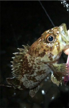 小雨メバリング