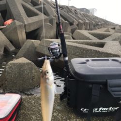 木材港でキス釣り