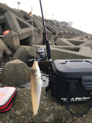 木材港でキス釣り