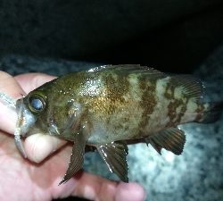 ナイトアジング