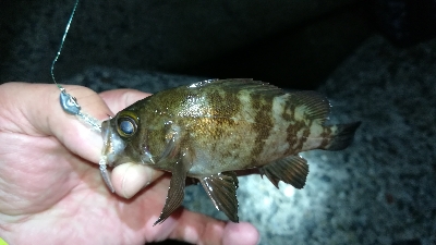 ナイトアジング