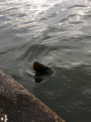 エイ、エイ、エイ…