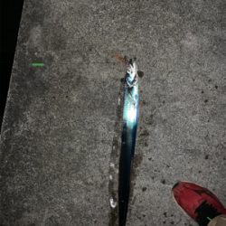 梅雨間のタチウオ!